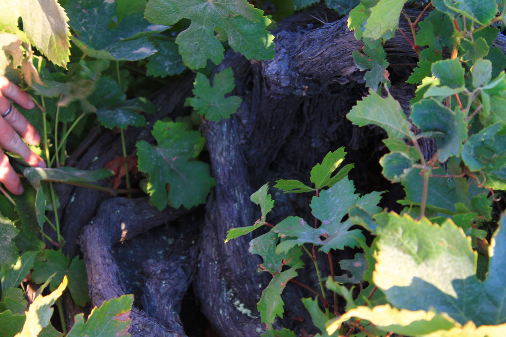 Old Greek vines