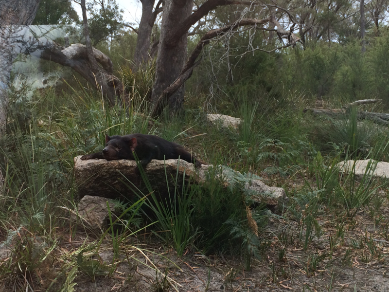 Tasmanian devil