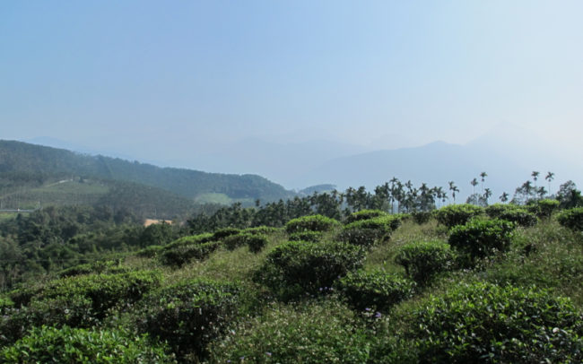 The beauty of making tea in Taiwan