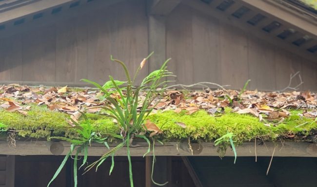 Japanese wabi sabi